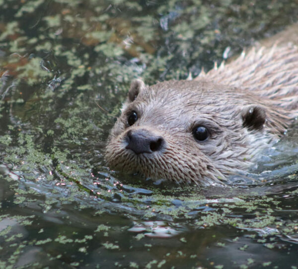 zoo autour de lyon.png