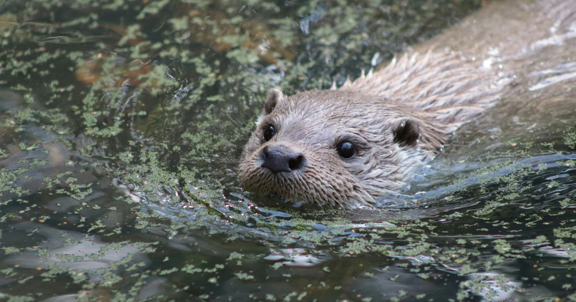 zoo autour de lyon.png
